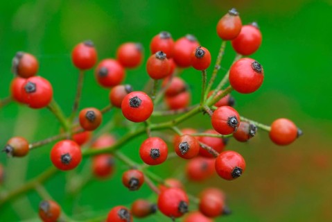 Rose hips of the multiflora rose