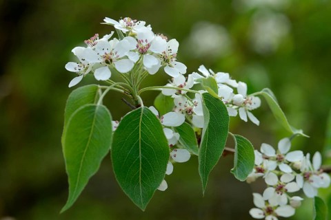 Birch leaf pear