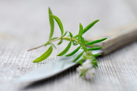 Summer savory