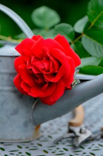 Rose blossom with watering can and garden shears