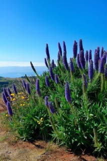 Pride of Madeira