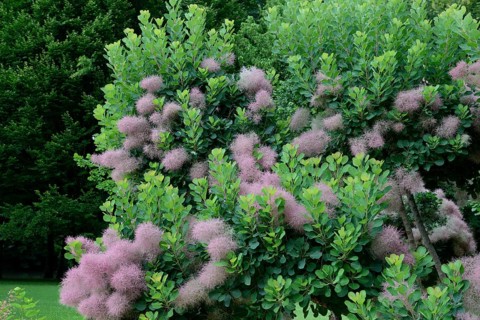 Wig Bush
