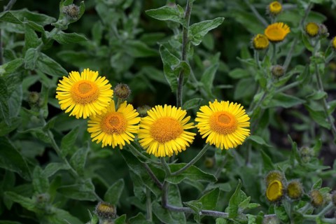 Large fleabane