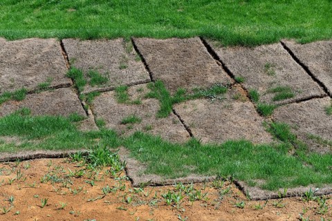 Grass lawn