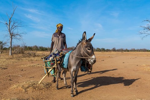Beduin woman with a donkey
