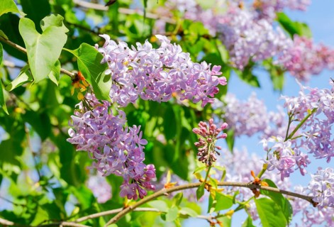 Common Common Lilac
