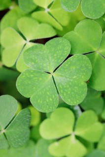 Forest clover