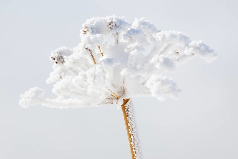 Ice detail on chervil