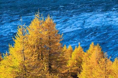 Aletsch glacier and larches