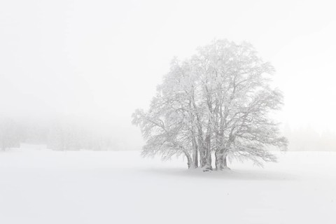Beech