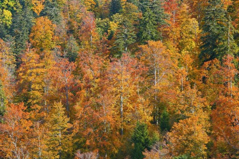 Mixed forest in autumn