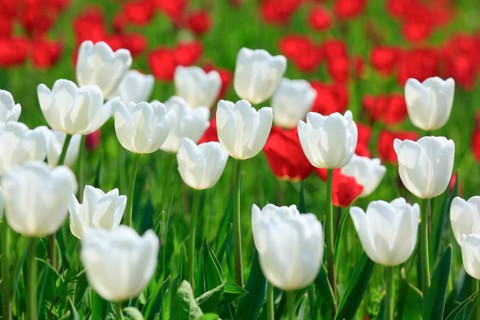 Tulip