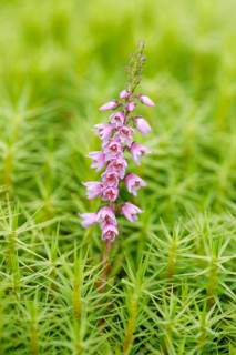 Heather flower and maidenhair moss