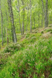 Birch forest