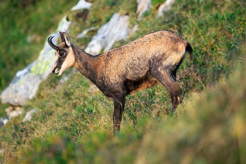 Chamois