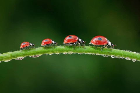 Two-spot ladybird on blade of grass