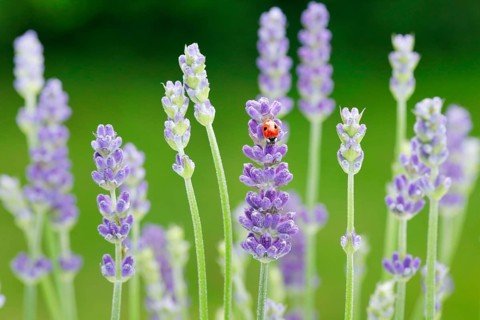 Two-spotted ladybird on lavender flower