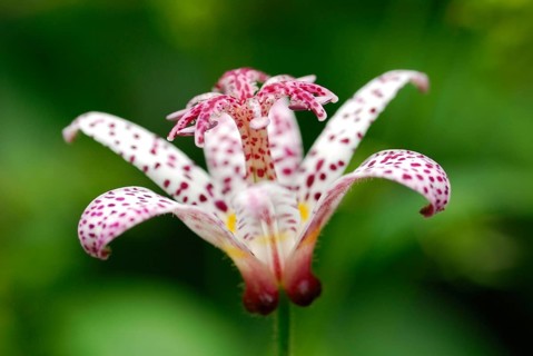 Toad Lily