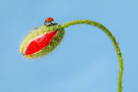 Two-spotted ladybird on poppy flower