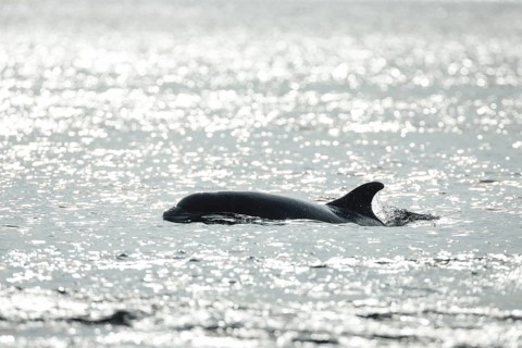 Dolphin