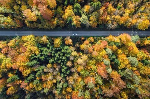 Car driving on forest lined road