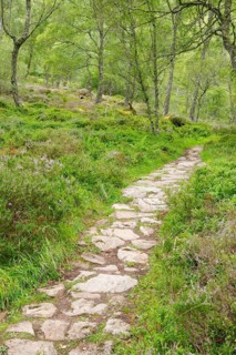 Footpath in birch forest
