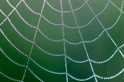 Dewdrops on a spider's web