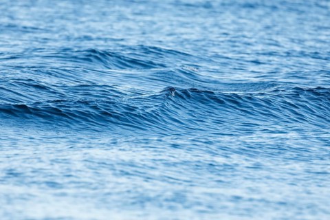 Blue sea with light swell