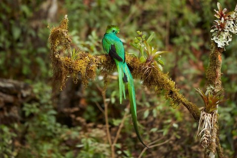 Resplendent Quetzal