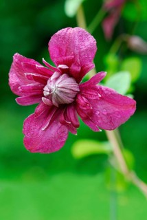 (Clematis) viticella, variety Purpurea Plena Elegans