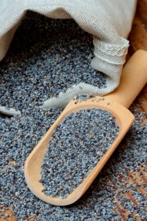 Blue poppy with wooden shovel