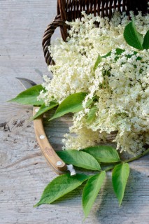 Elderflower in basket