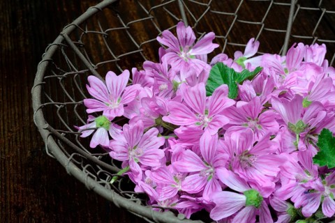 Common mallow