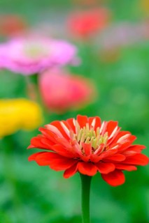 Common zinnia