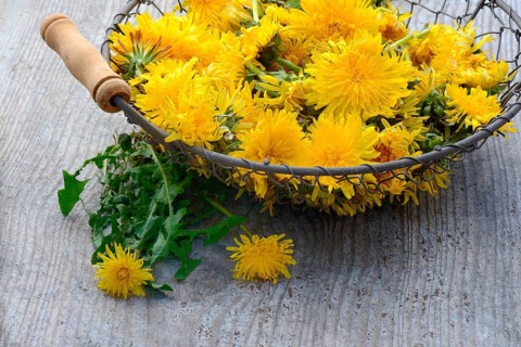 Dandelion