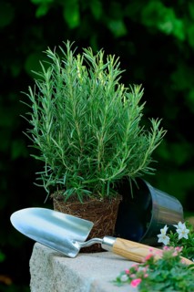 Rosemary