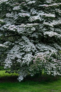 Chinese dogwood tree