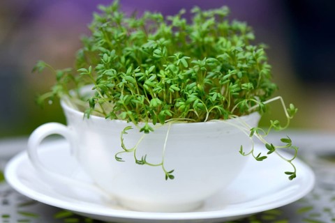 Garden cress