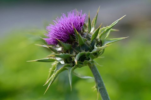 Milk thistle