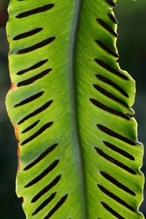 Fern