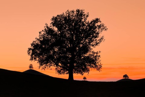 Oak at Hirzelpass