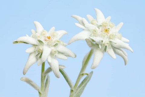 Alpine Edelweiss