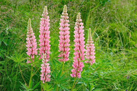 Multileaved lupin