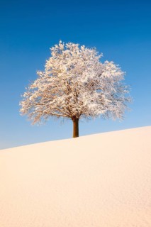 Lime tree in winter