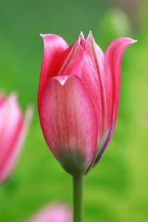 Wild tulips