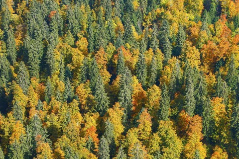 Mixed forest in autumn