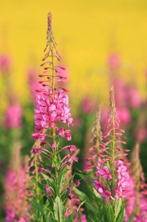 Narrow-leaved willowherb and rape field