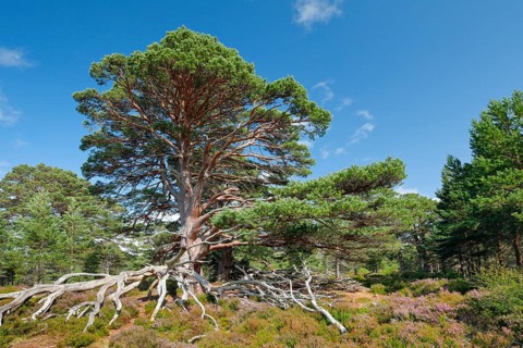 Scots pine