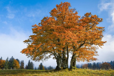 Beech