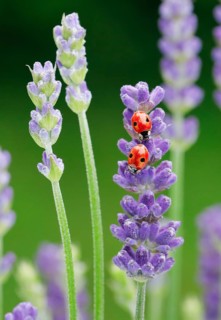 Two-spotted ladybird on lavender flower